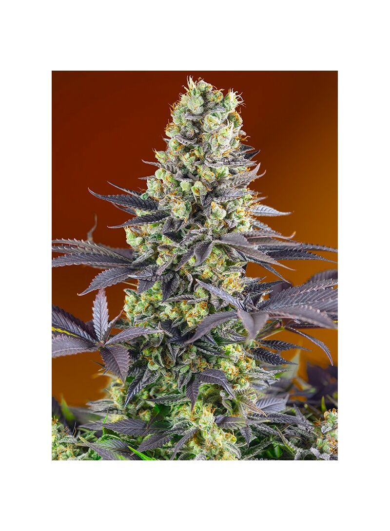 Sweet Zenzation, Фасовка: 5+2